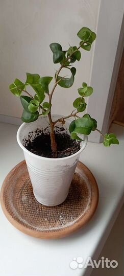 Фикусы Али и Барок, Полисциас