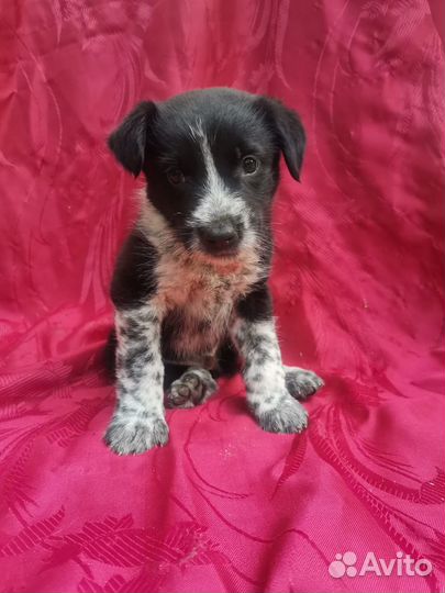 Щенок курцхаара