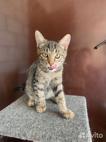 Котенок мальчик бесплатно
