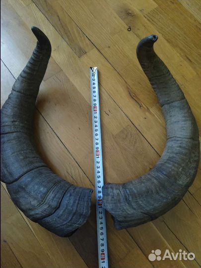 Рога горного тура