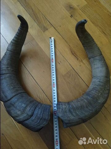 Рога горного тура