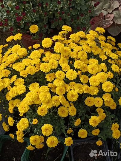 Хризантема ампельная, кустовая