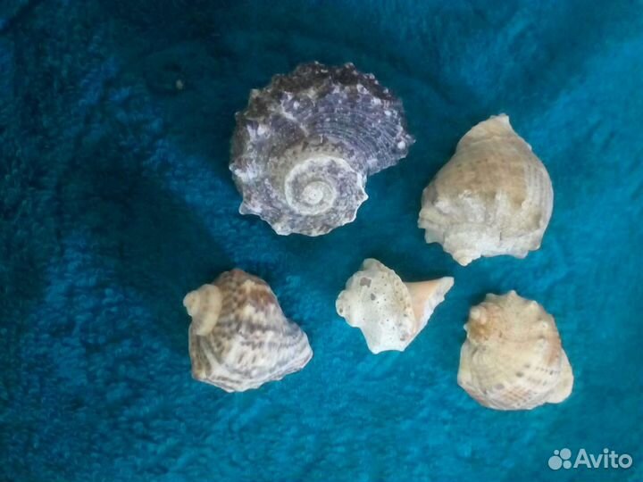 Морские ракушки