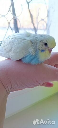 Волнистый попугай ввп чех