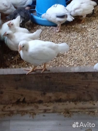 Куры молодки несушки