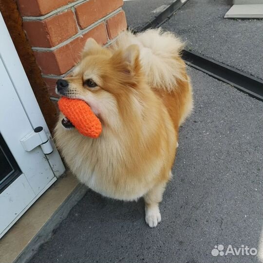 Игрушки для животных