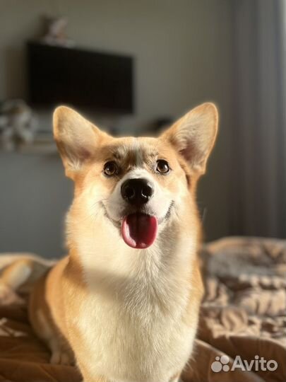 Вязка собак