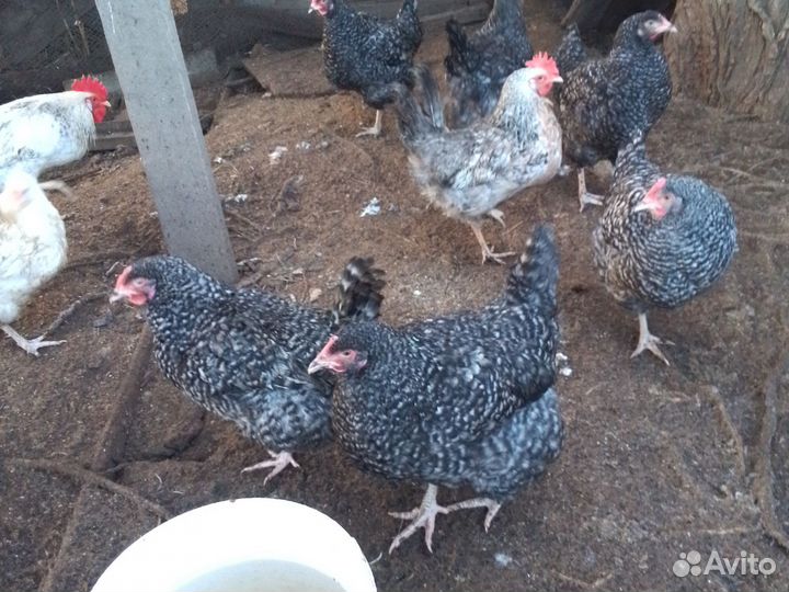 Яйца куриные домашние