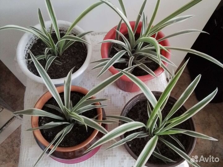 Хлорофитум полосатый в горшках