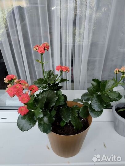 Каланхоэ сукуленты