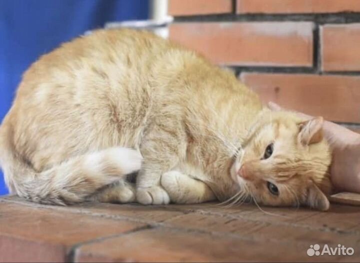 Котики бесплатно в добрые руки