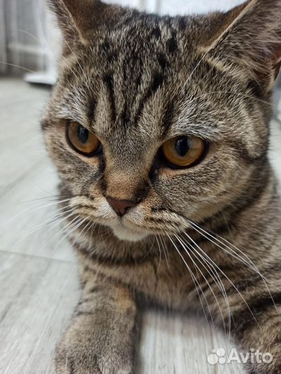 Британская кошка