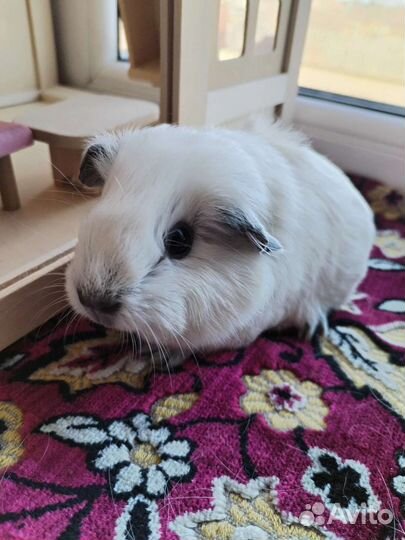 Морская свинка Калифорния