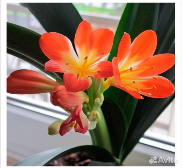 Кливия, щучий хвост, хлорофиллум