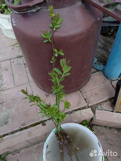 Рассада и саженцы