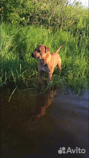 Питбультерьер вязка