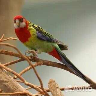 Попугаи розелла кареллы и др