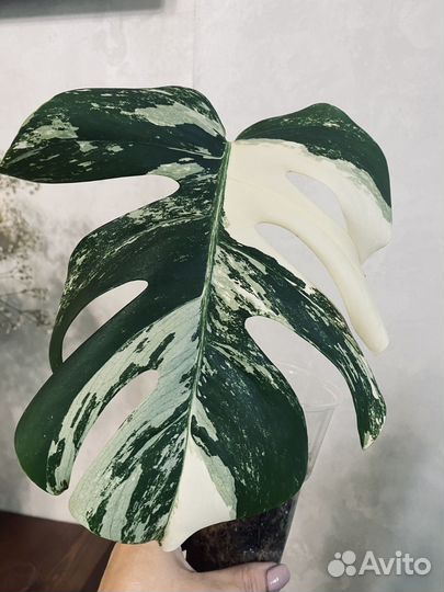 Монстера вариегатная альба