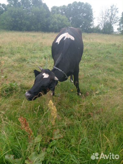 Телка стельная