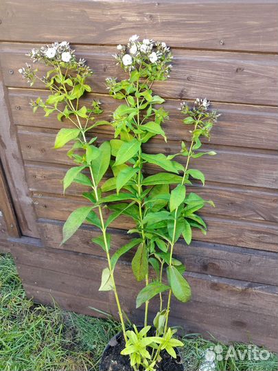 Флокс Шербет Коктейль