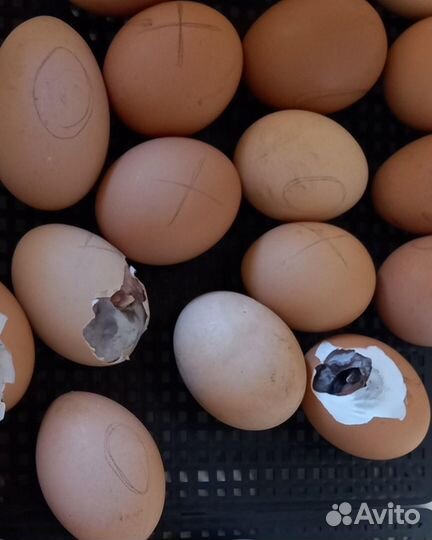 Инкубатор новый с гарантией