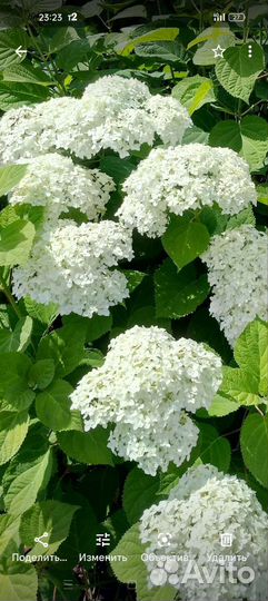 Гортензия саженцы