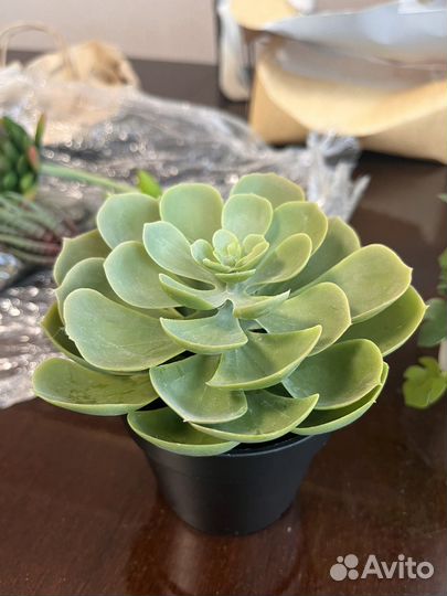 Искусственные растения