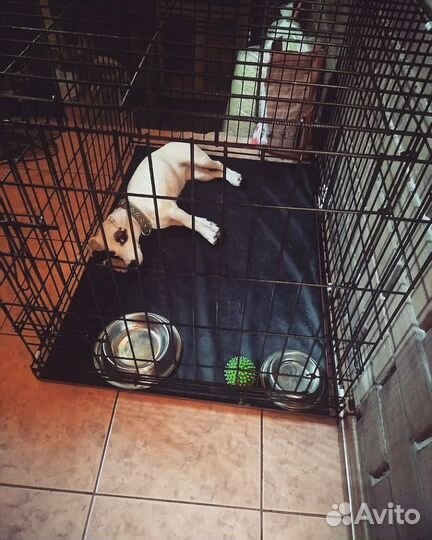 Клетка для собак