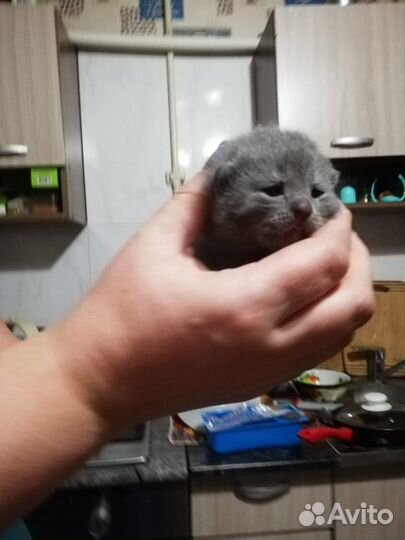 Бронь котята