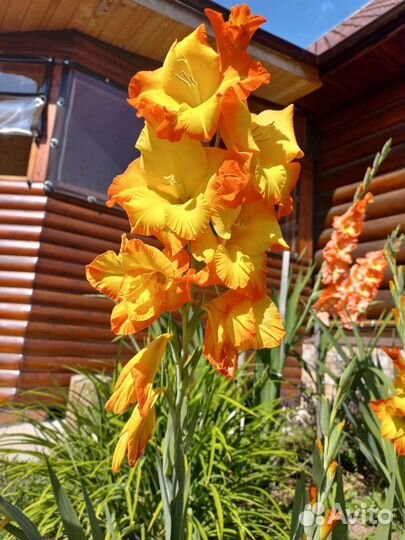 Гладиолусы луковицы