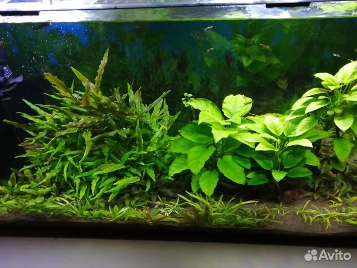 Готовый аквариум