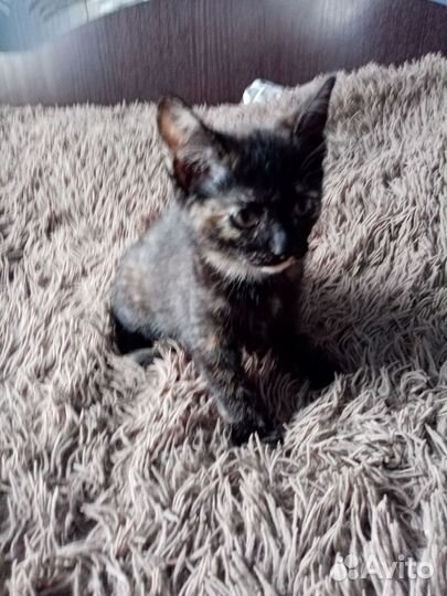 Кошечка ищет новый дом