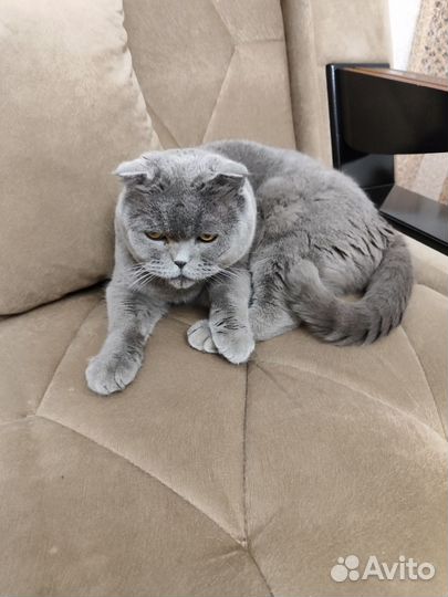 Домашние животные кошки