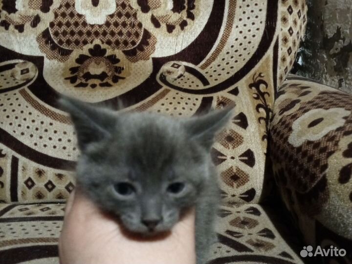 Котята