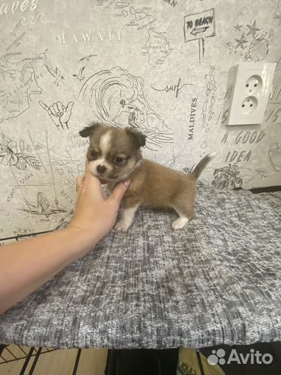 Чихуахуа