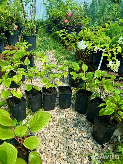 Актинидия Иссаи