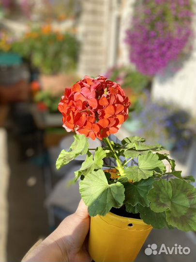 Пеларгония герань красно-оранжевая
