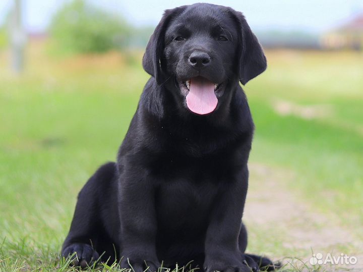 Щенки лабрадора РКФ