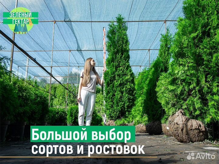 Туи смарагд 160 см
