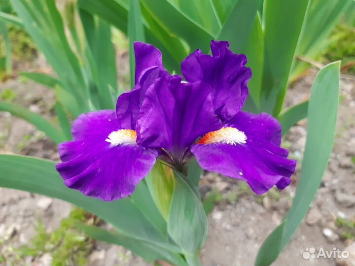 Ирис бордюрный