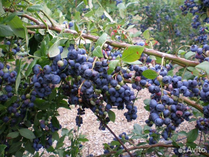 Саженцы для дачи