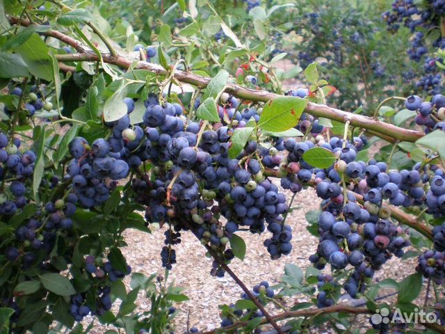 Саженцы для дачи