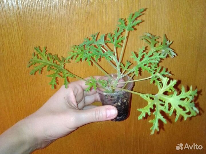 Герань душистая, 12 сортов