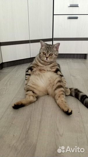Британская кошечка