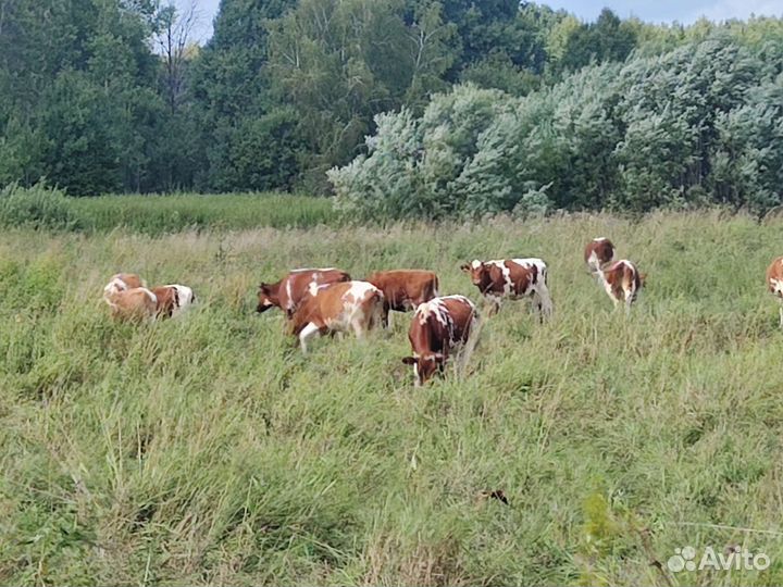 Телята бычки и телки, телки, нетели