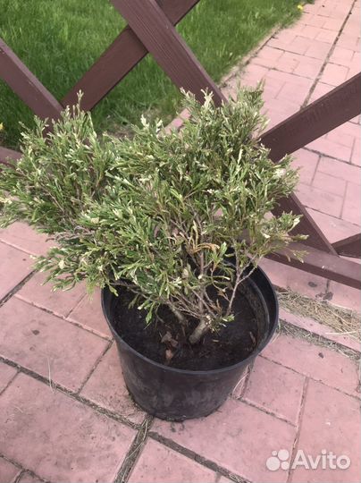 Моживельник андора