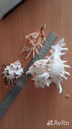 Морские ракушки раковины