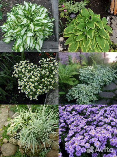 Хоста, папоротник, фалярис, астра