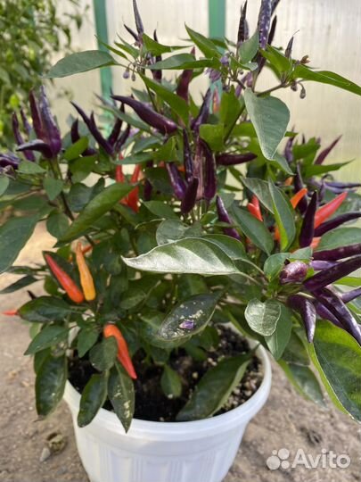 Семена острого перца