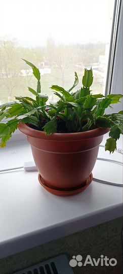 Цветок декабрист